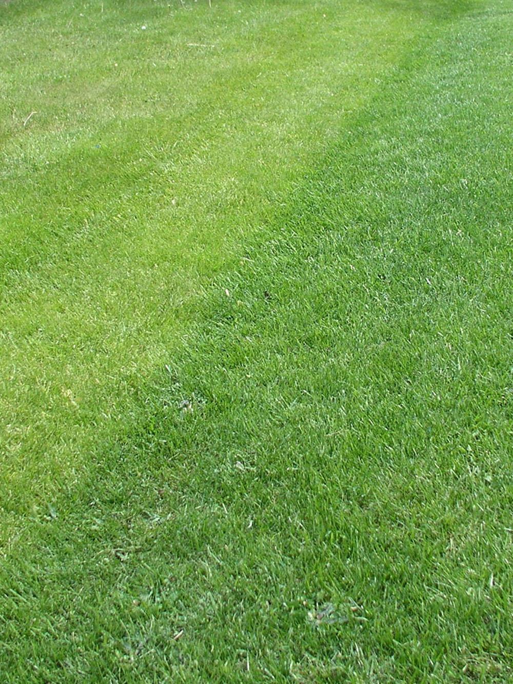 Quick & Thick Plus Lawn Repair Mix